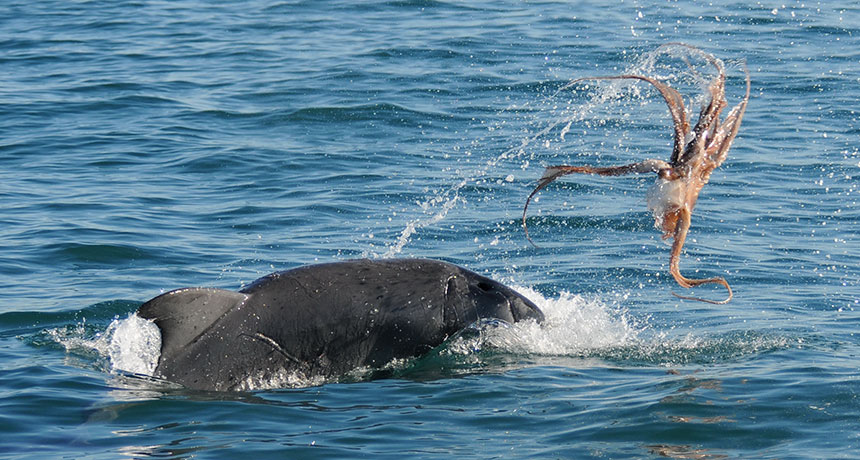 a dolphin eats an octopus - photo