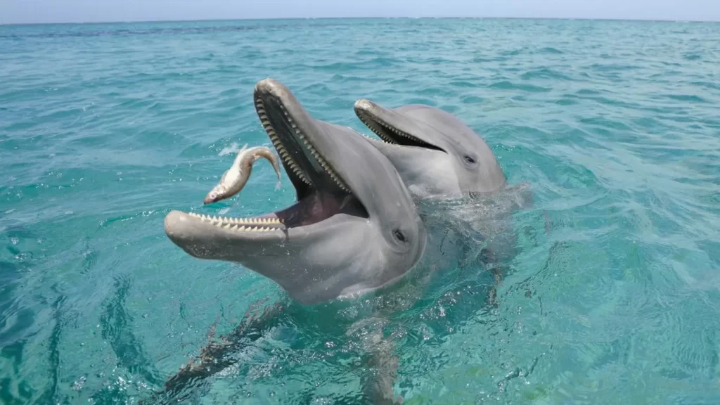 a dolphin eats an small fish
