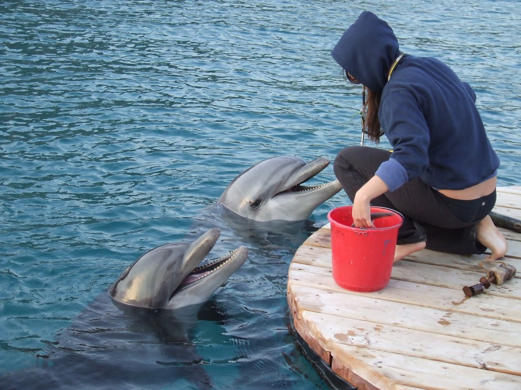 feeds a dolphin