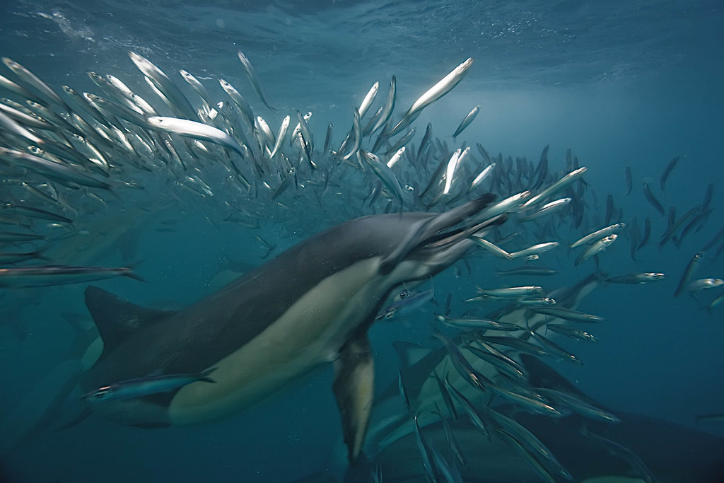 a flock of fish around a dolphin