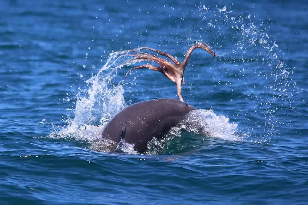 a dolphin eats an octopus