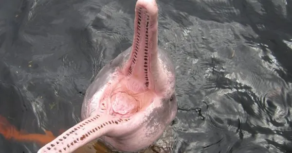 dolphin's mouth